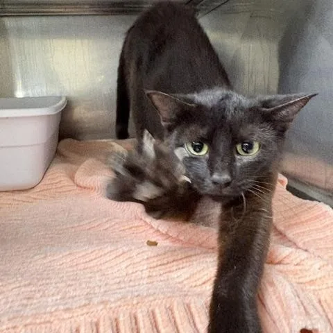 A young medium-sized female Black Domestic Short Hair cat named Juniper for adoption in Dinwiddie, VA