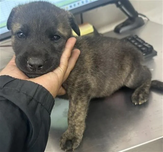 A baby small-sized male German Shepherd Dog dog named Gelato for adoption in San Bernardino, CA