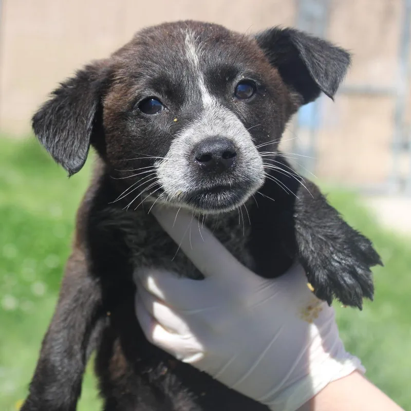 Queen Of Hearts thumbnail 2