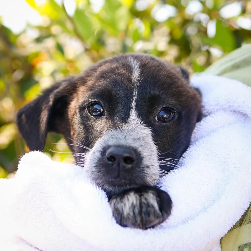 Queen Of Hearts thumbnail 3