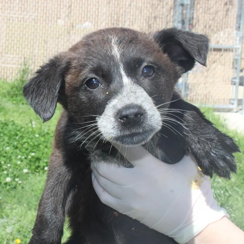 Queen Of Hearts thumbnail 4