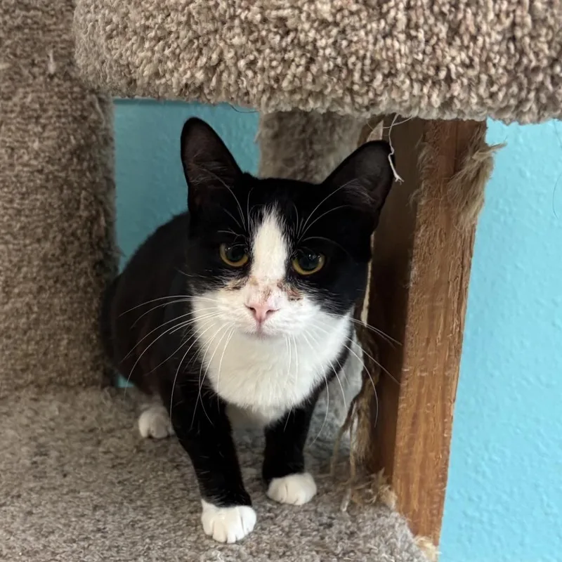 An adult medium-sized female Black Domestic Short Hair cat named Anna for adoption in Fresno, CA