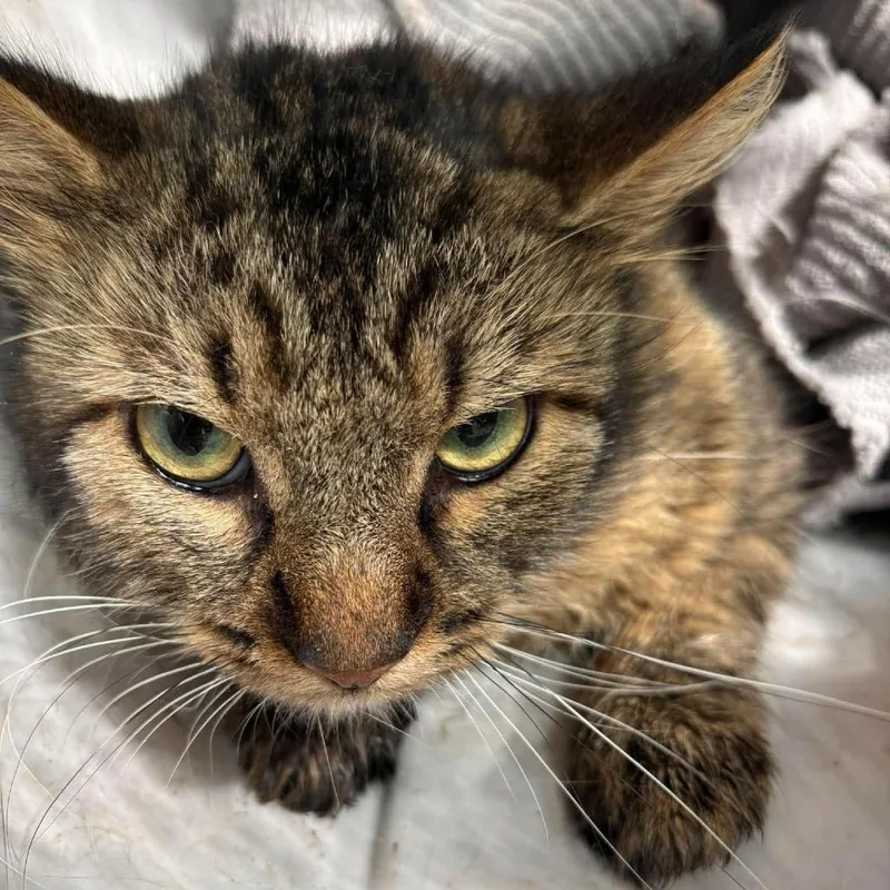 An adult medium-sized male Domestic Short Hair cat named Alessandro Volta for adoption in Huntington, WV