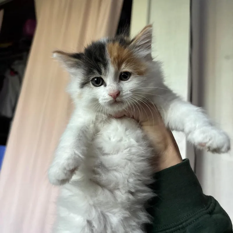 A baby small-sized female White Domestic Long Hair cat named Cher for adoption in Kansas City, MO