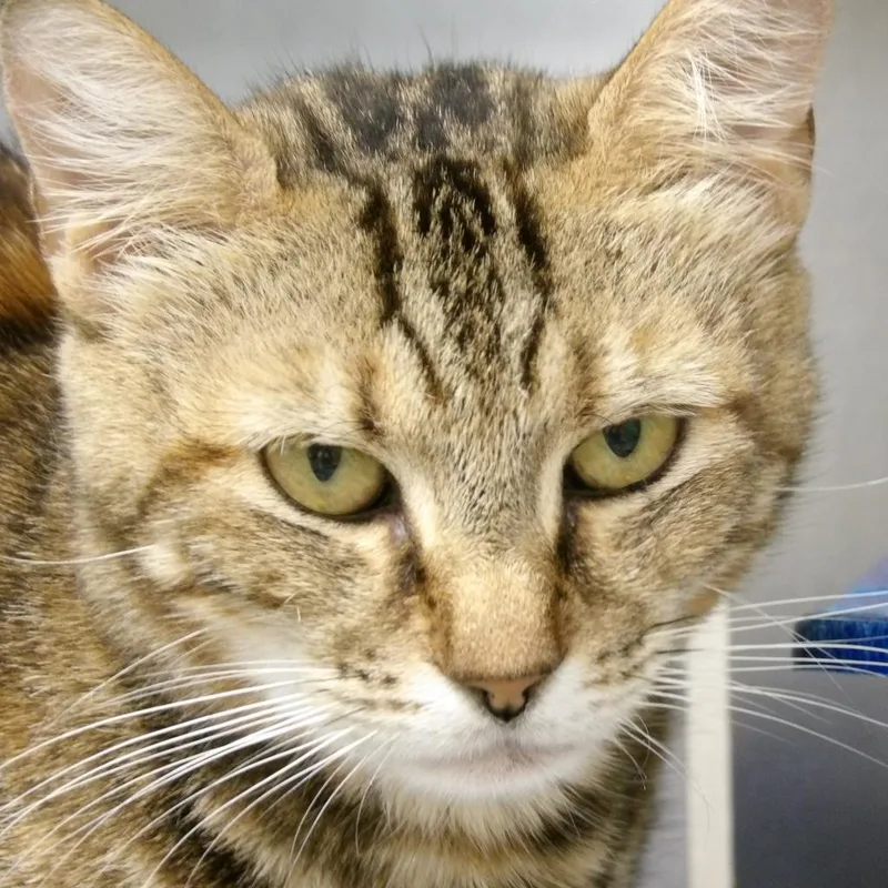 An adult medium-sized female Calico Domestic Short Hair cat named Alyx for adoption in New York, NY