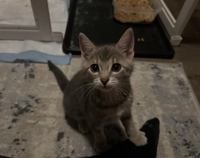 A baby small-sized female Domestic Short Hair cat named Ashley for adoption in Charlotte, NC