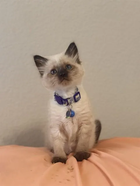 A baby small-sized female Domestic Short Hair cat named Mochi for adoption in Colorado Springs, CO