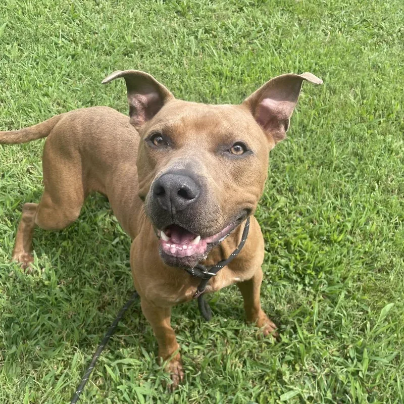 An adult medium-sized male Brindle Mixed Breed dog named Marky Mark for adoption in Chattanooga, TN