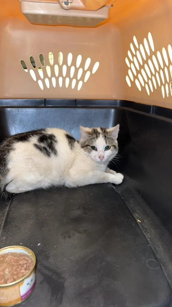 An adult small-sized male Domestic Short Hair cat named Mist for adoption in Crossville, TN