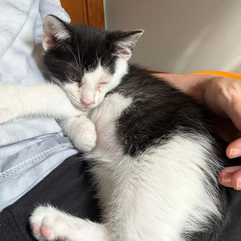 A baby small-sized male Black Domestic Short Hair cat named Moo for adoption in Shelbyville, IN