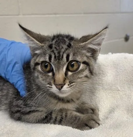A baby small-sized male Domestic Short Hair cat named Douglas for adoption in Brighton, CO