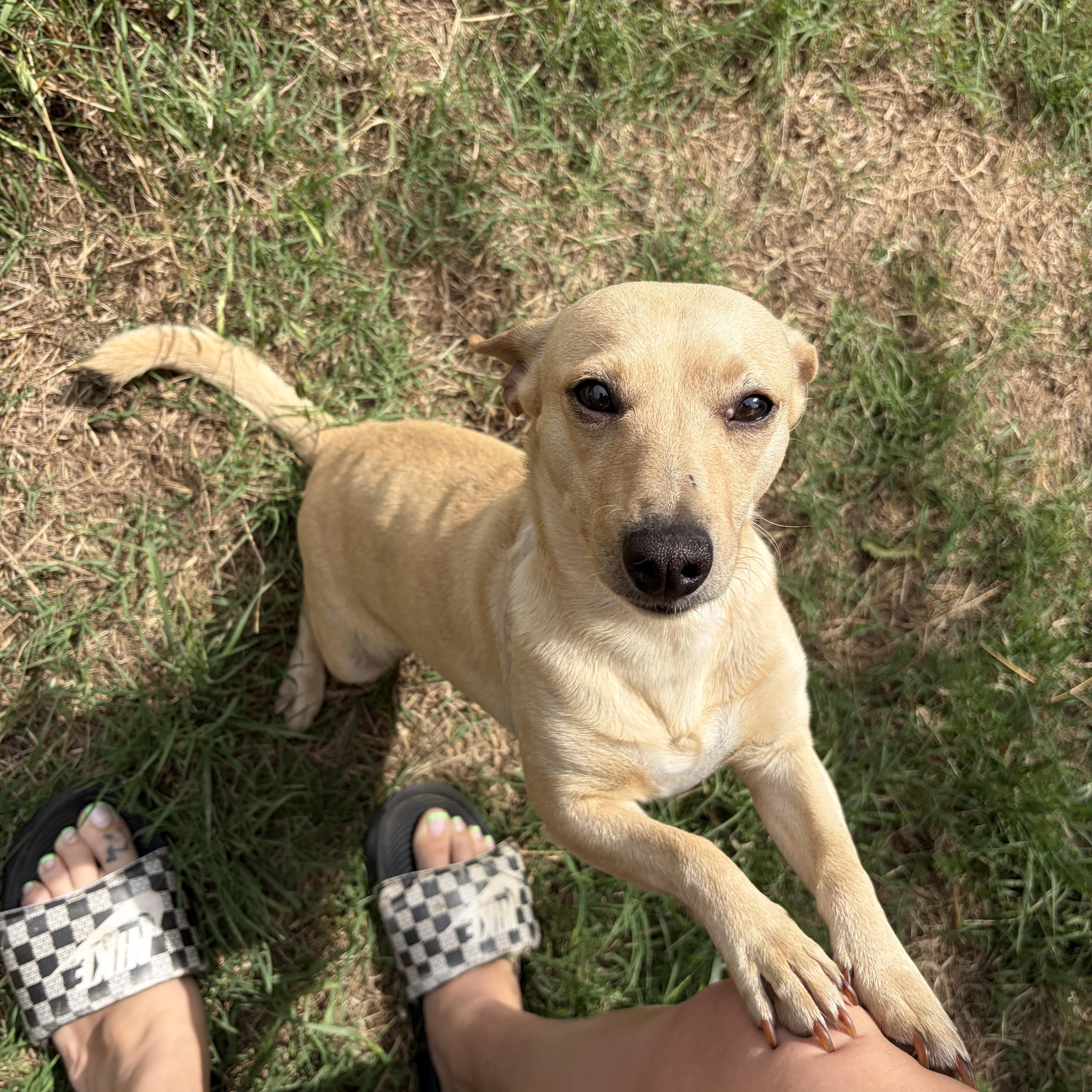 A young small-sized female Apricot / Beige Chihuahua dog named Sunny for adoption in Choctaw, OK