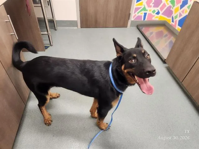 A young large-sized male German Shepherd Dog dog named Harley for adoption in Baytown, TX
