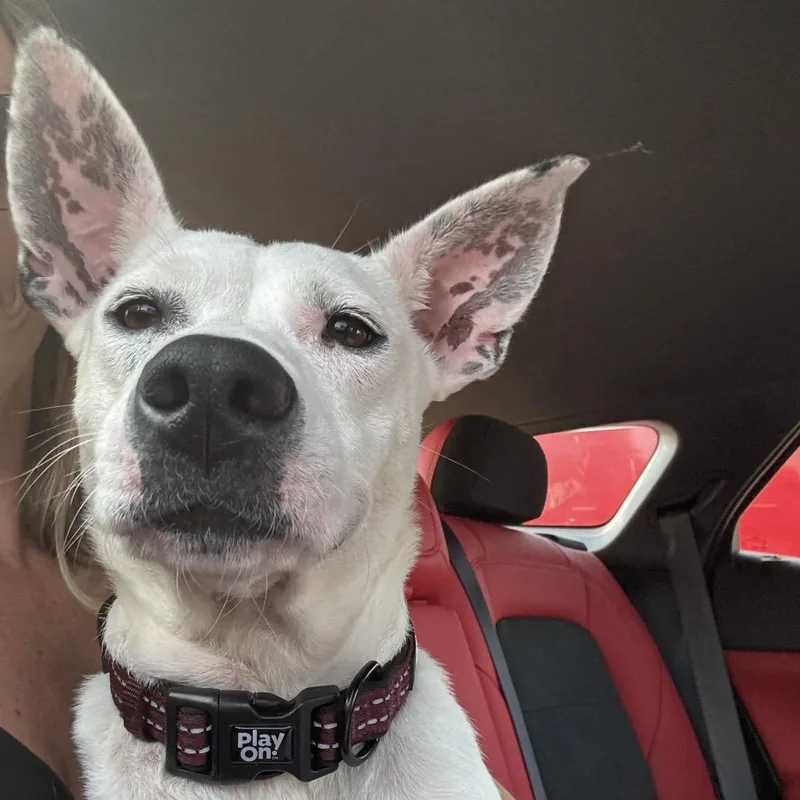 Lizzie thumbnail 3