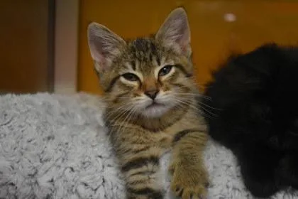 A young medium-sized female Domestic Short Hair cat named Lariat for adoption in Kansas City, MO