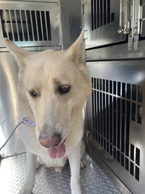 A young large-sized male Mixed Breed dog named Emir for adoption in Dallas, TX