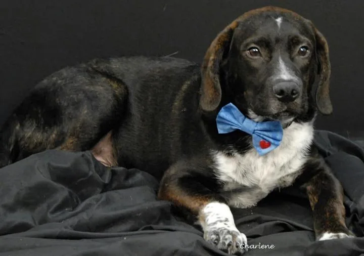 A young medium-sized male White / Cream Plott Hound dog named Banner for adoption in Newland, NC