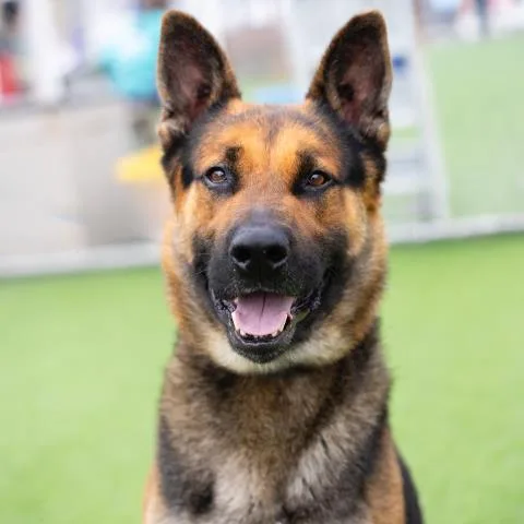 An adult large-sized male German Shepherd Dog dog named Max for adoption in Camarillo, CA