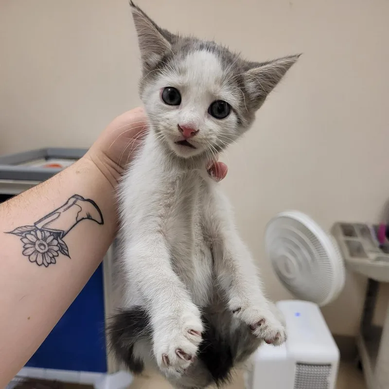 A baby small-sized female Gray / Blue / Silver Domestic Short Hair cat named SCFLStray for adoption in Lake Panasoffkee, FL