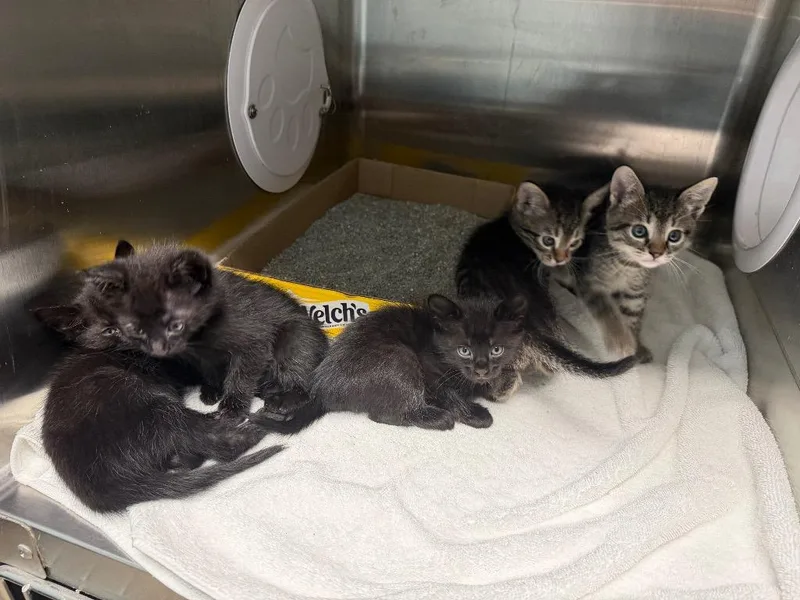 A baby small-sized male Domestic Short Hair cat named Elvis Purrsley for adoption in Cape Coral, FL