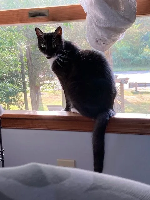 Sweet Pea thumbnail 3