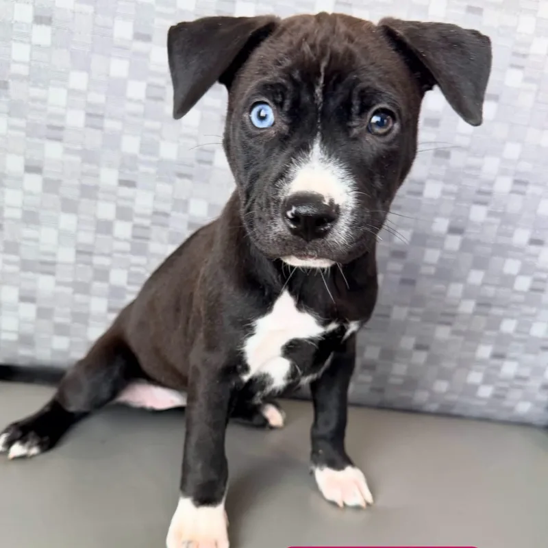 A baby medium-sized female Mixed Breed dog named Rabbit for adoption in Henderson, NV