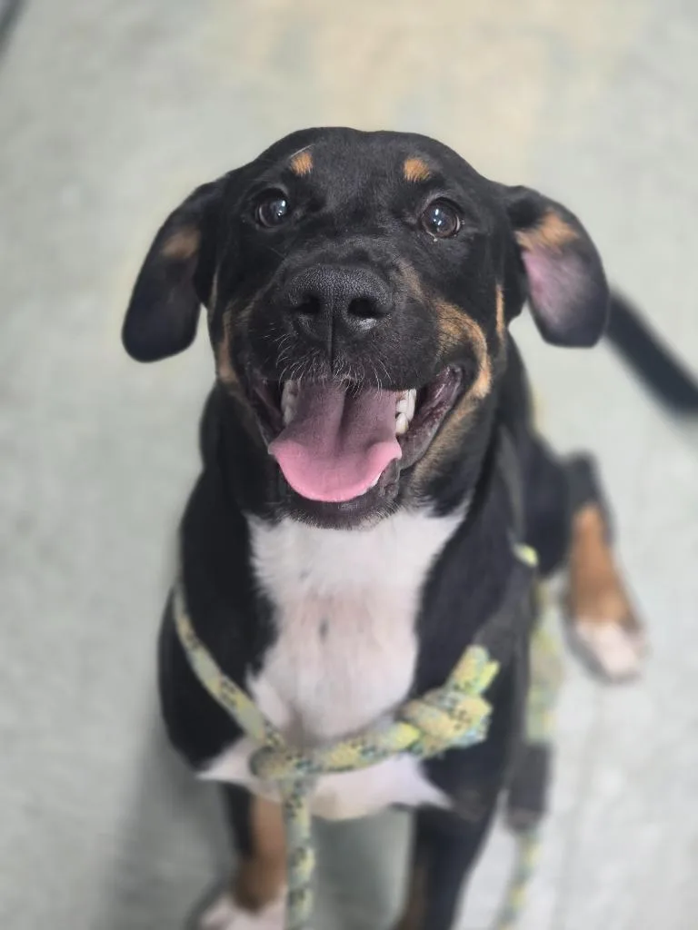 A baby medium-sized female Mixed Breed dog named Jolene for adoption in Danielsville, GA