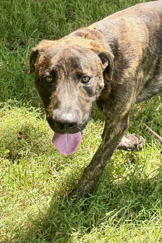 A young medium-sized male Brindle Hound dog named Alvin for adoption in Maryville, TN