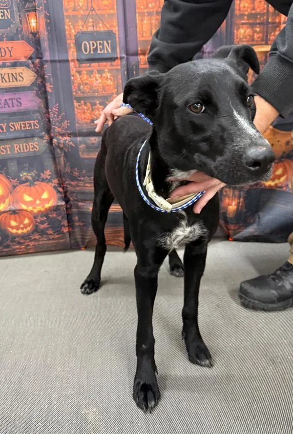 A young large-sized female Australian Kelpie dog named Daisy for adoption in Campbellsville, KY