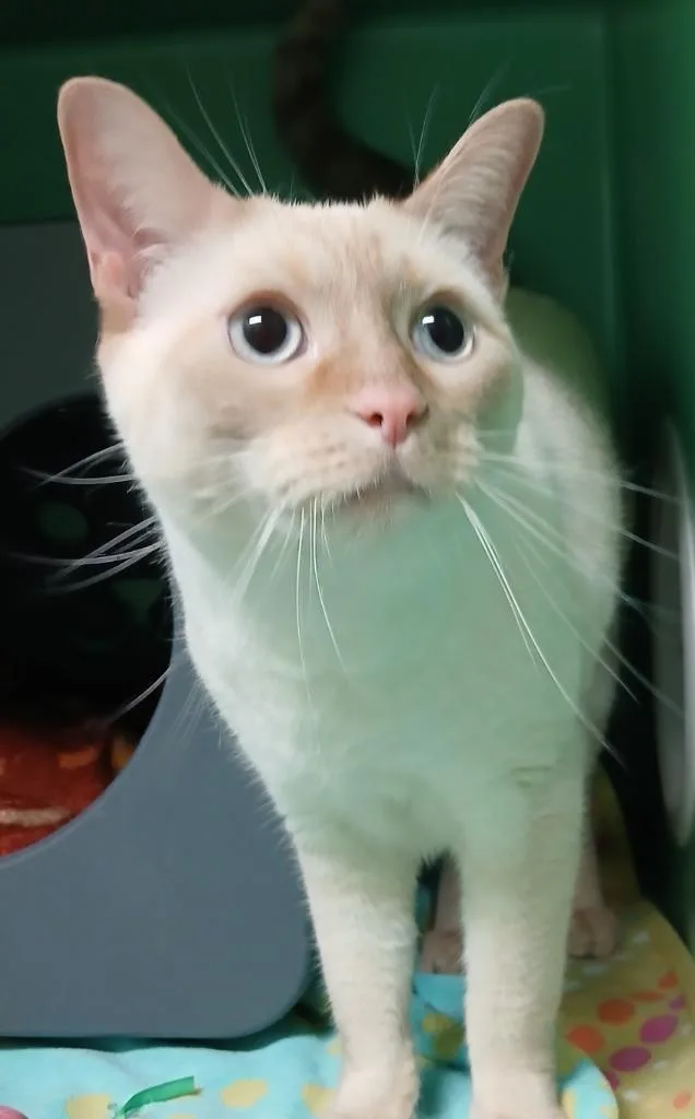 A young large-sized male Siamese cat named Sanchez for adoption in Utica, MI