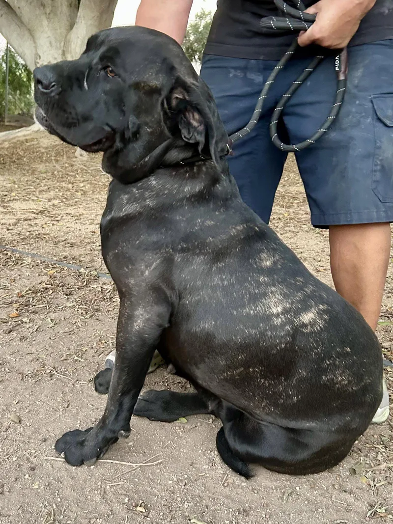 A young medium-sized female Mastiff dog named Luna for adoption in Glendale, AZ
