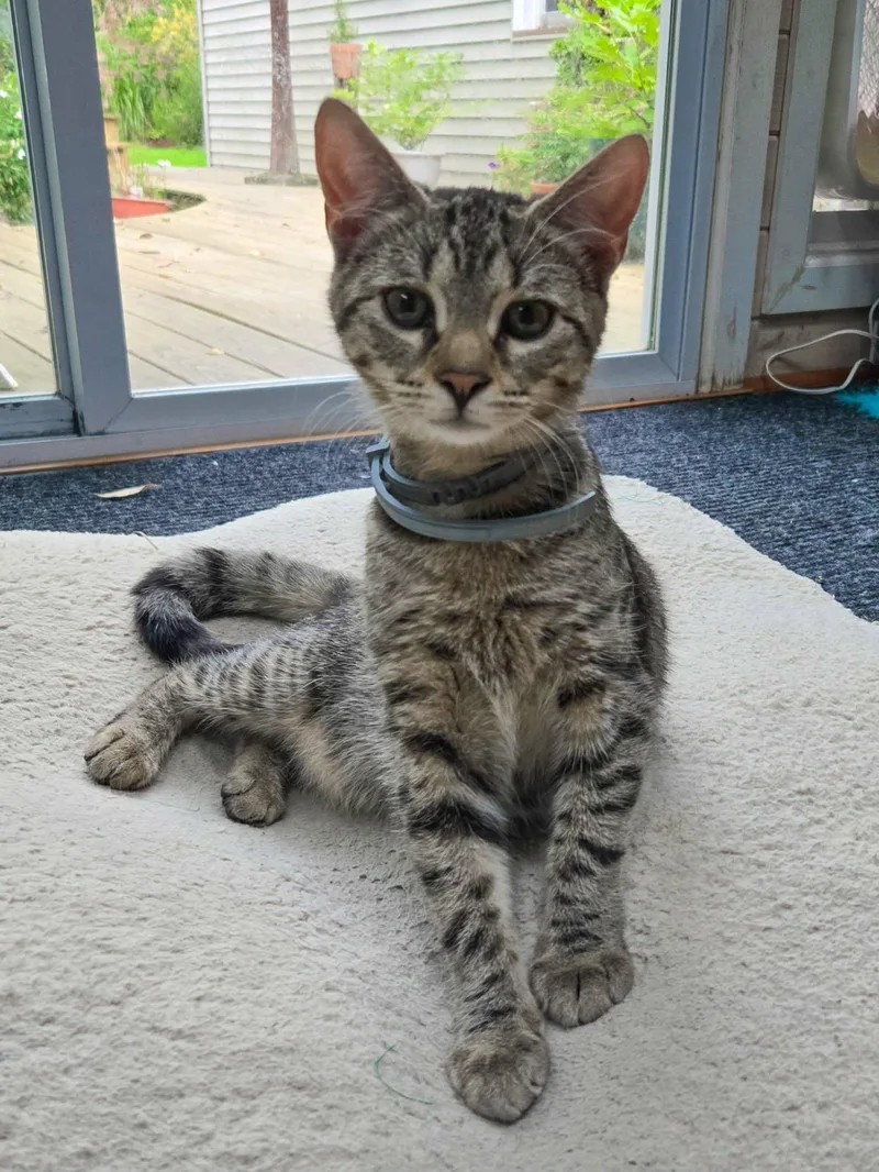 A baby medium-sized male Domestic Short Hair cat named Pablo for adoption in Rochester, NY