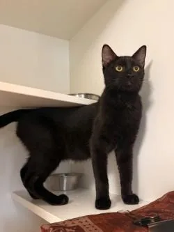 A baby small-sized male Domestic Short Hair cat named Jimmy Kimmel for adoption in Savannah, GA