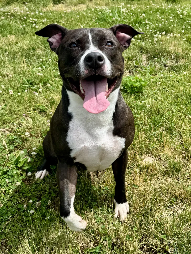 An adult medium-sized female Black Mixed Breed dog named Purdi for adoption in St. Joseph, MI