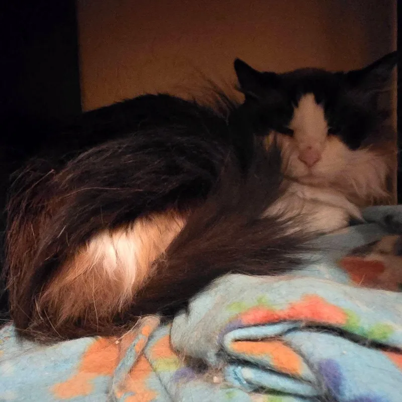 A senior medium-sized female Brown / Chocolate Ragdoll cat named Luna for adoption in Queen Creek, AZ