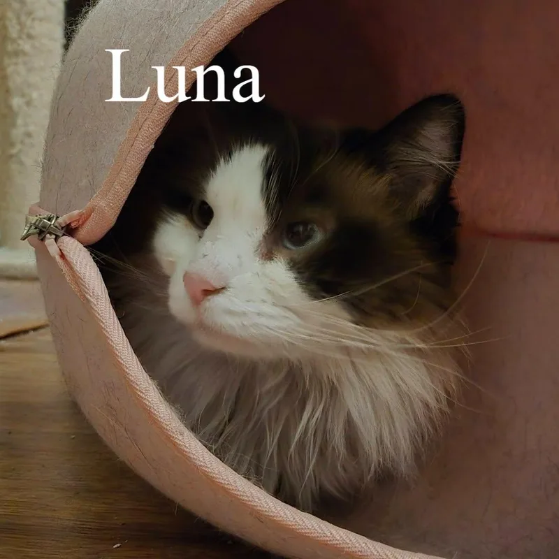 Luna thumbnail 2