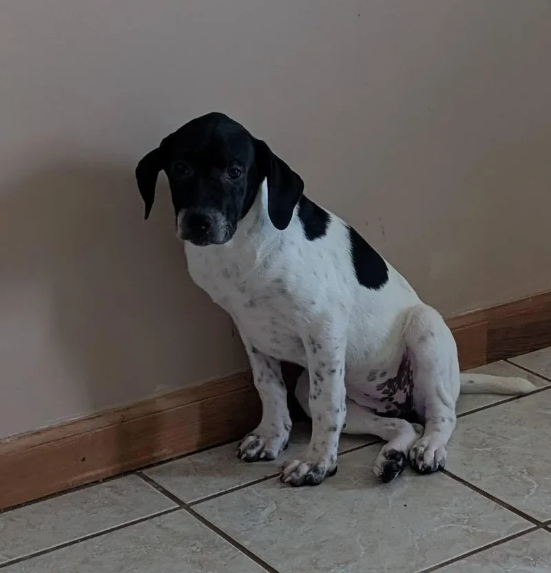 A young large-sized female Mountain Cur dog named Meri for adoption in Crystal, MN