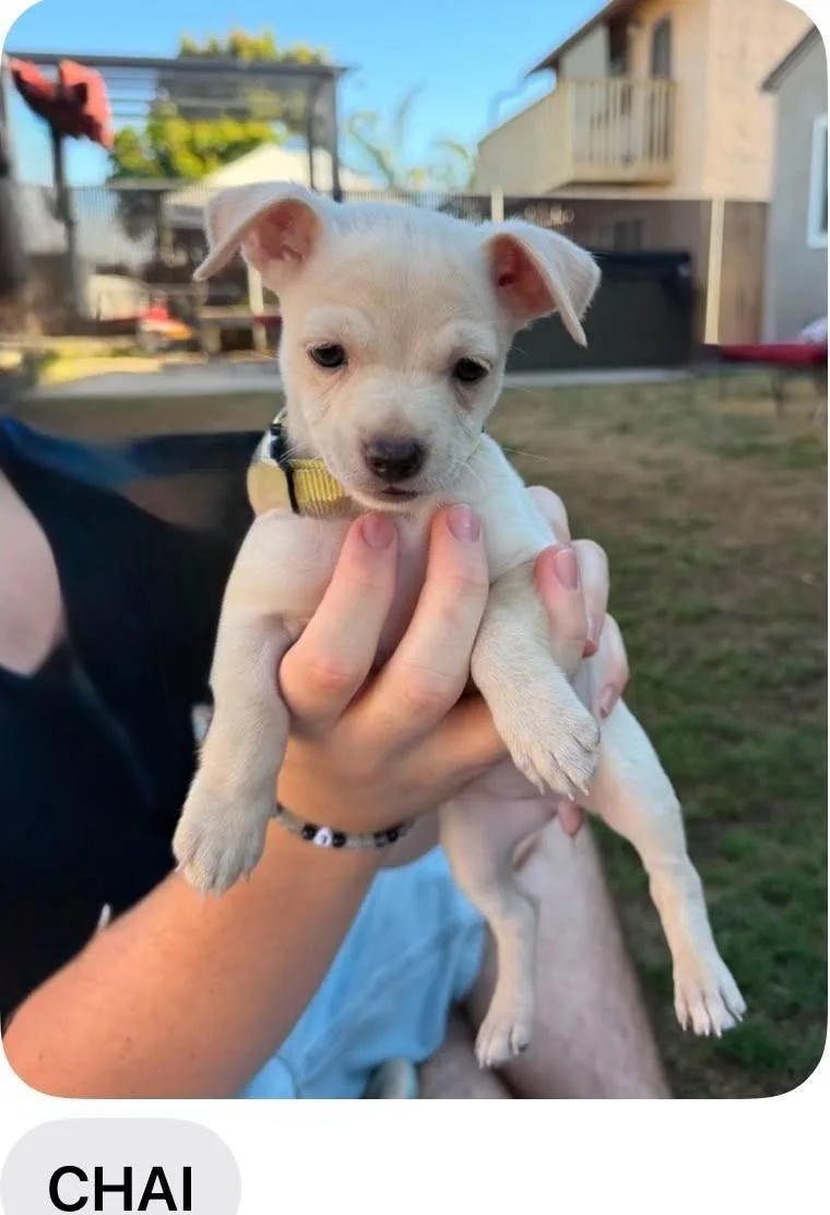 A baby small-sized female White / Cream Chihuahua dog named Chai for adoption in Poway, CA