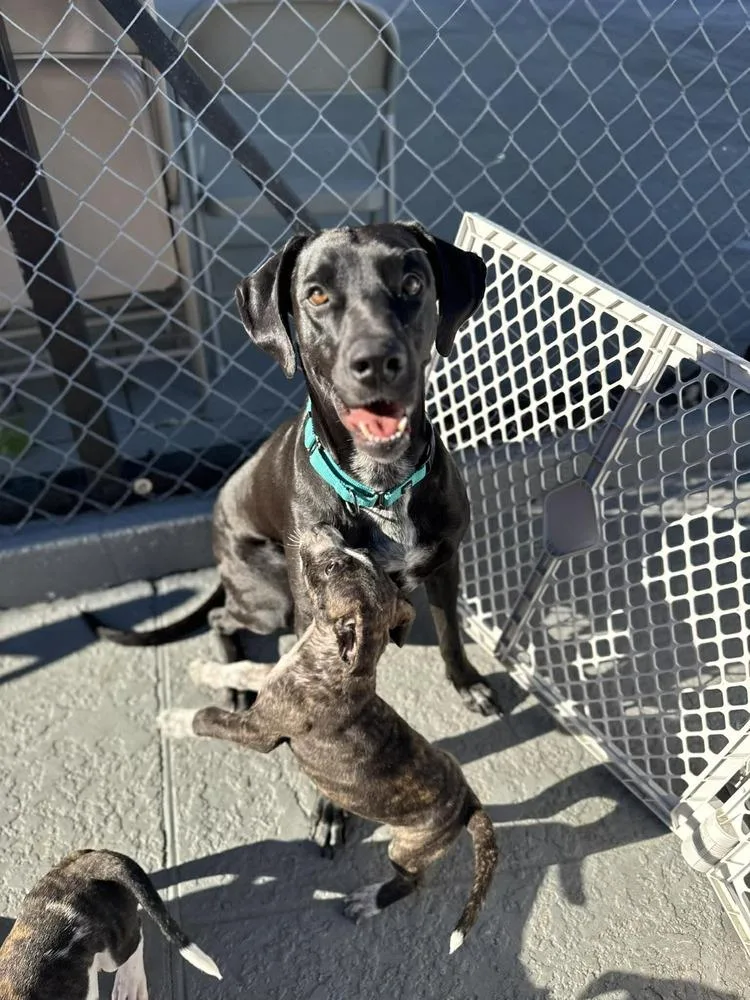 Dana The Dane thumbnail 2