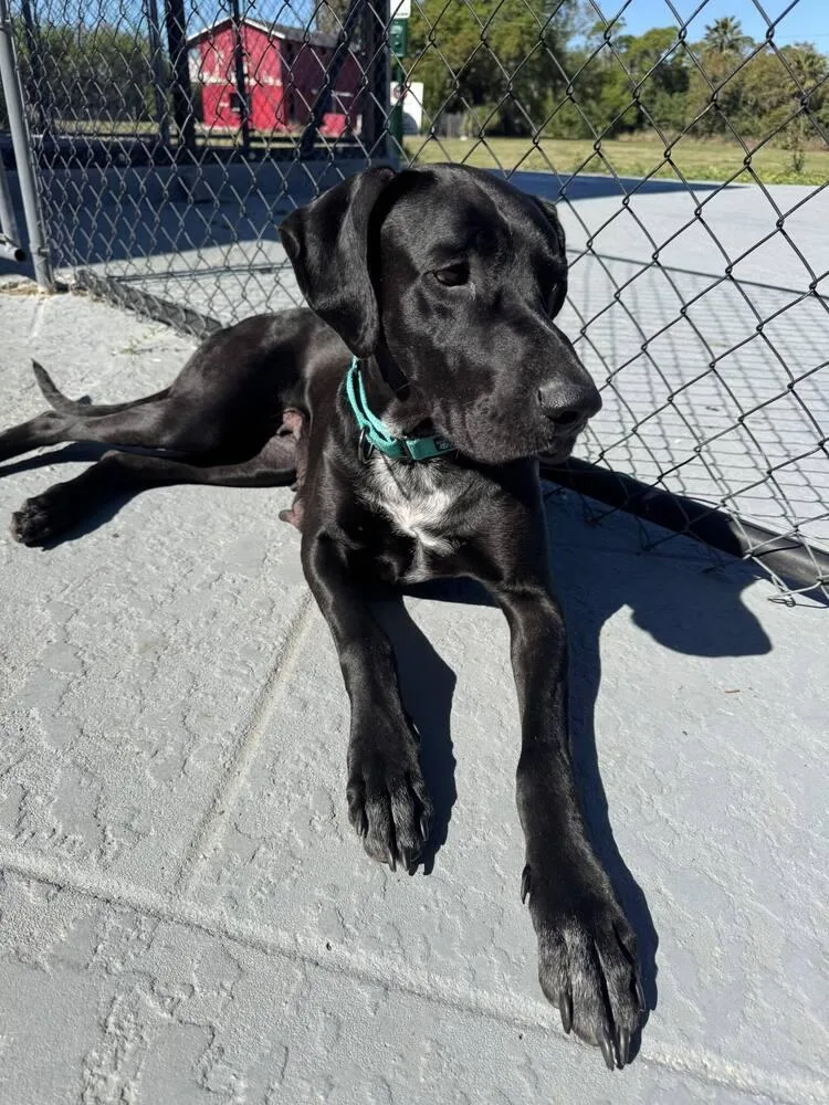 Dana The Dane thumbnail 4