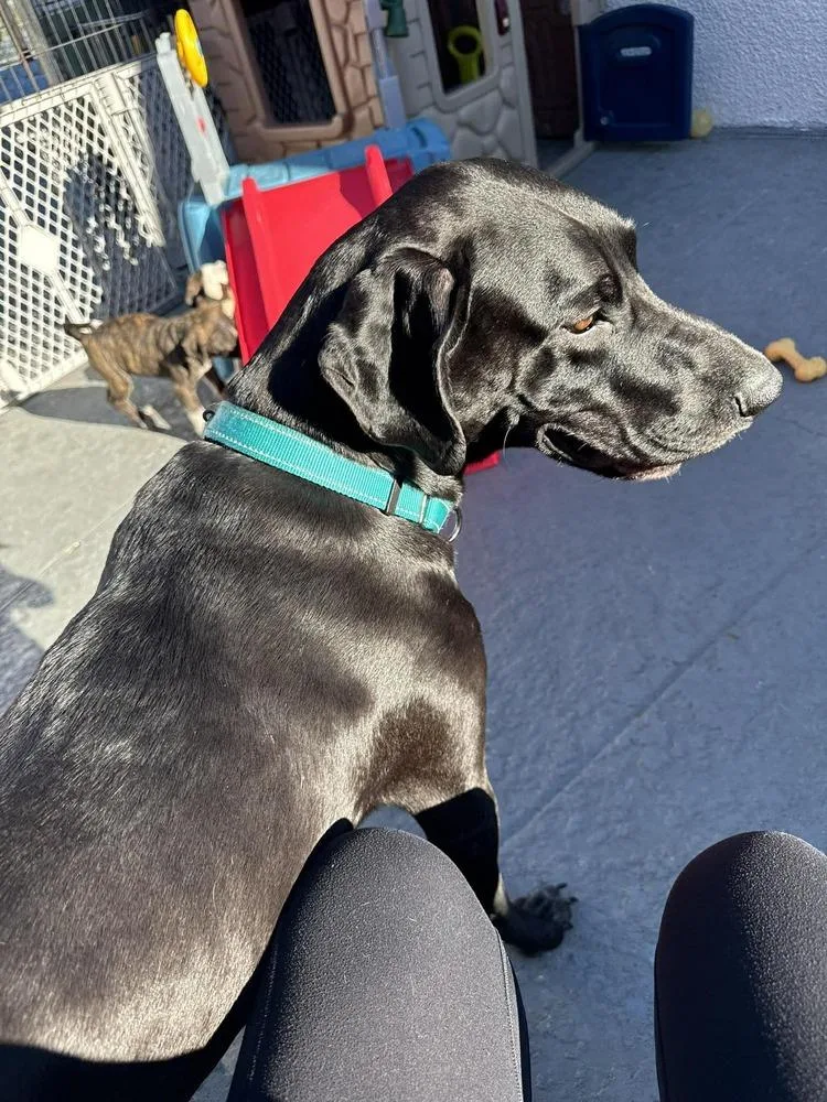 Dana The Dane thumbnail 5