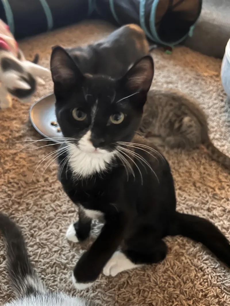 A baby medium-sized female Black & White / Tuxedo Domestic Short Hair cat named Rue for adoption in Las Vegas, NV