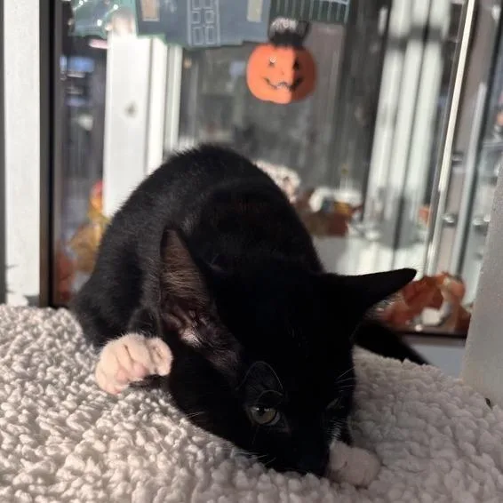 A baby small-sized male Black Domestic Short Hair cat named Soiree for adoption in Phoenix, AZ