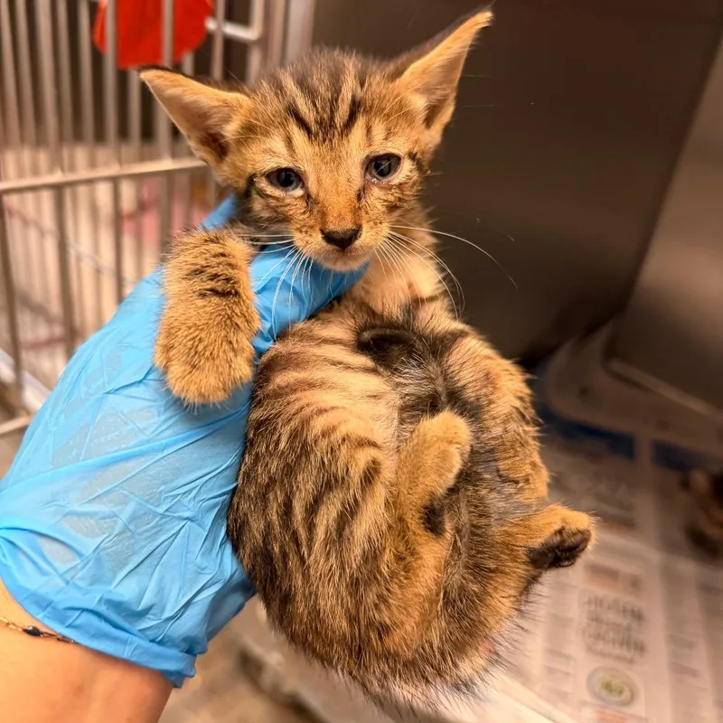 A baby small-sized male Brown / Chocolate Domestic Short Hair cat named Phil for adoption in Edinburg, TX