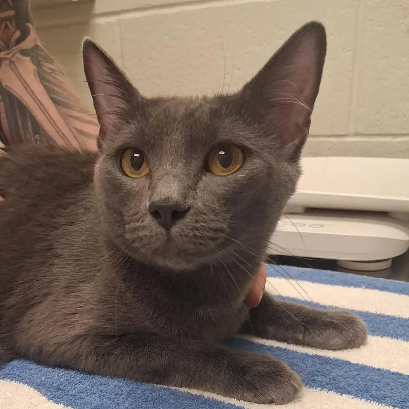 A young medium-sized female Gray / Blue / Silver Domestic Short Hair cat named Maki for adoption in Murray, UT