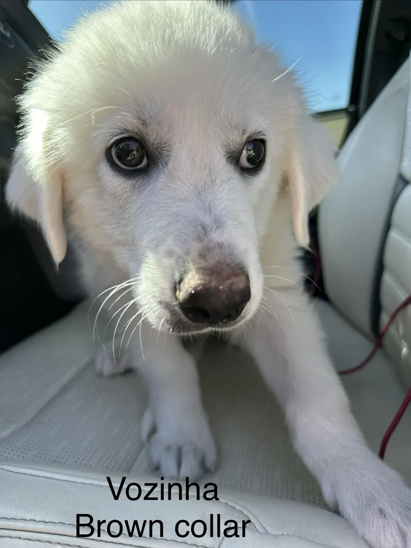A baby large-sized male Great Pyrenees dog named Vozinha DFW for adoption in Quinlan, TX