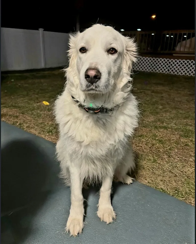 An adult large-sized female White / Cream Great Pyrenees dog named Zima for adoption in Cortlandt Manor, NY