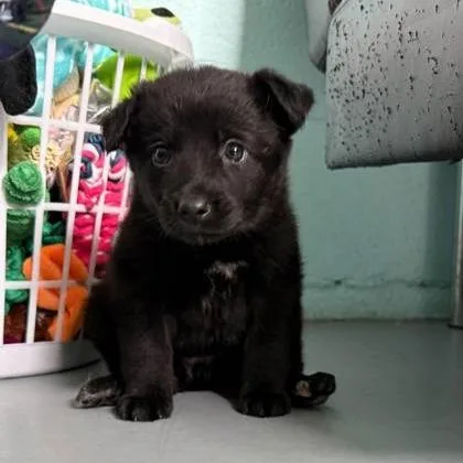 A baby small-sized female Black Mixed Breed dog named Boo Bear for adoption in Erie, PA