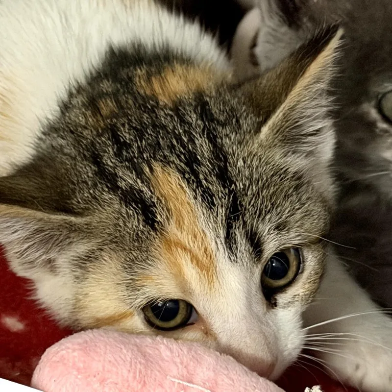 A baby small-sized female Torbie Domestic Short Hair cat named Maple for adoption in Idaho Falls, ID