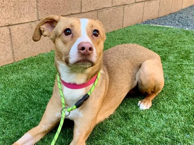 A young small-sized female Yellow / Tan / Blond / Fawn Shepherd dog named Save Me Please! Cheri for adoption in San Marcos, CA